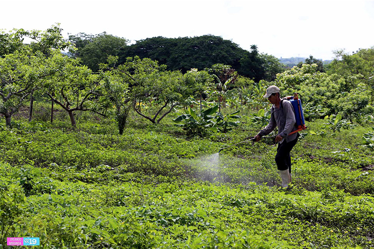 Campesinos aprovecharán las lluvias para garantizar la producción nacional
