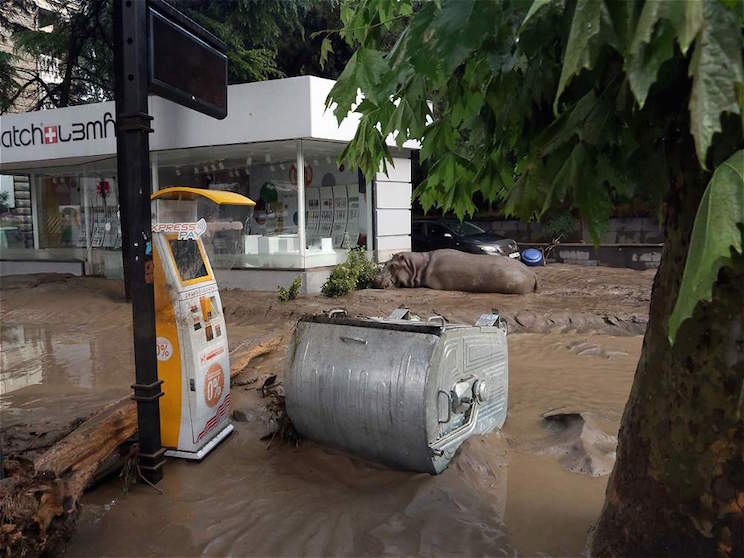 Tiflis, ocupada por las fieras tras inundaciones que dejan 12 muertos