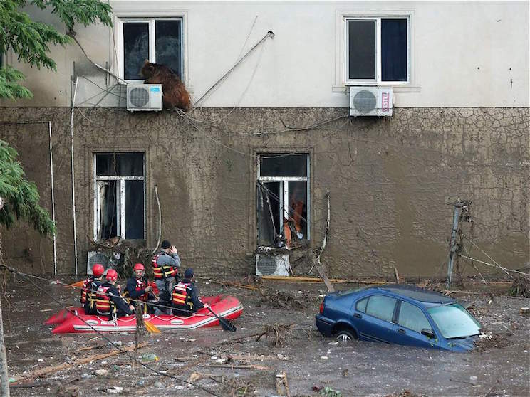 Tiflis, ocupada por las fieras tras inundaciones que dejan 12 muertos
