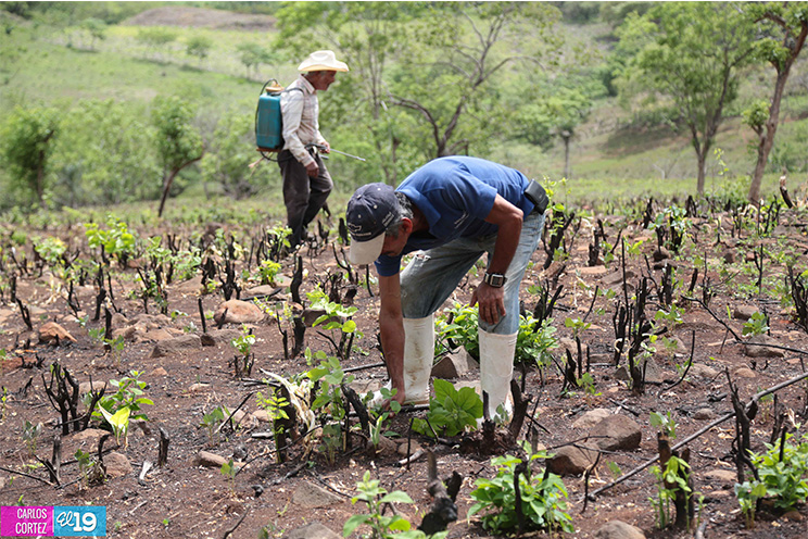 MAG asesora a productores de Chontales en el fortalecimiento de sistemas de riego