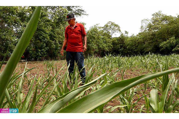 Productores de occidente esperan regularización de las lluvias para mejorar resultados de sus cultivos