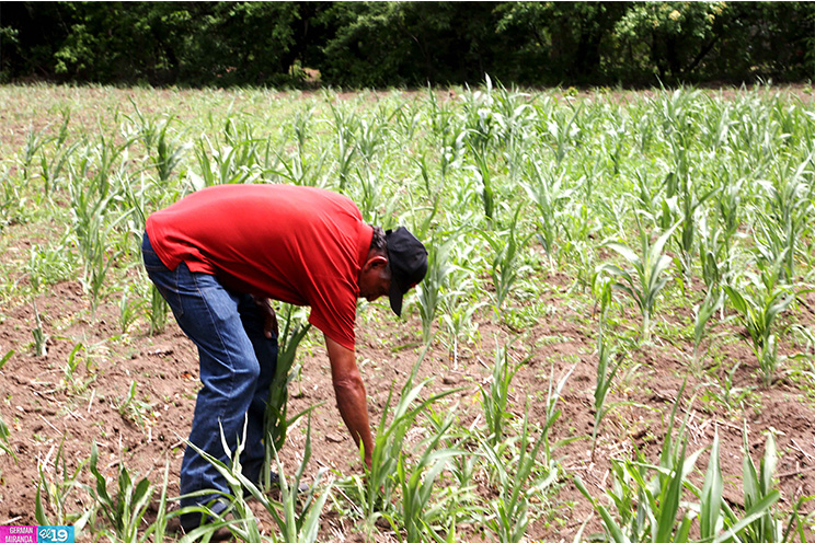 Productores de occidente esperan regularización de las lluvias para mejorar resultados de sus cultivos