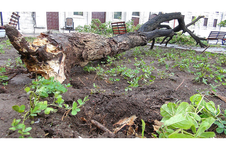Cae árbol por tolvaneras en parque central de León