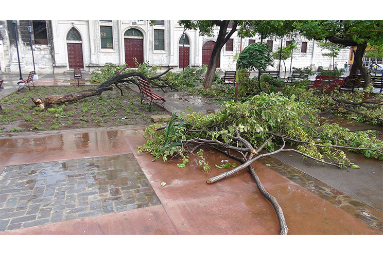 Cae árbol por tolvaneras en parque central de León