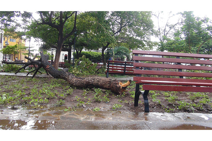 Cae árbol por tolvaneras en parque central de León