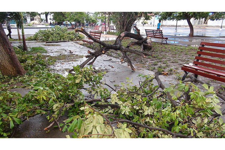 Cae árbol por tolvaneras en parque central de León