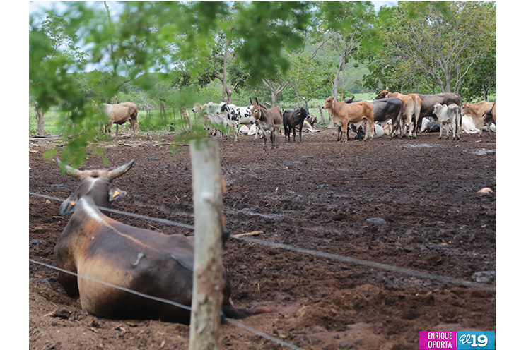 Policía Nacional trabaja Plan de Seguridad en el Campo con productores de Rivas