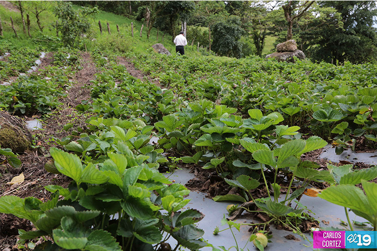 Las deliciosas fresas cultivadas en las montañas de Nicaragua
