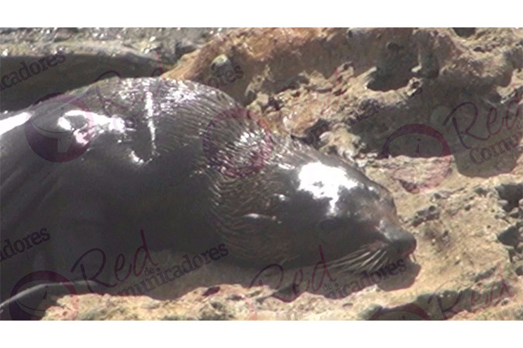 Lobo marino encalla en Playa Hermosa, Nagarote