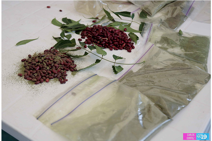 INTA valida la hoja de nim como un efectivo controlador del gorgojo en frijol de postcosecha