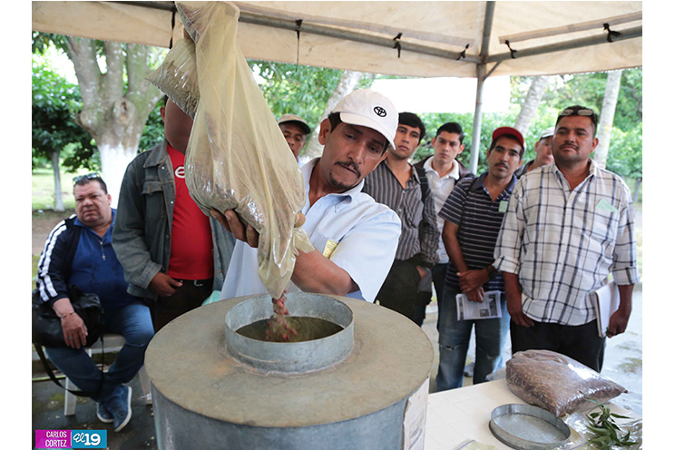 INTA valida la hoja de nim como un efectivo controlador del gorgojo en frijol de postcosecha