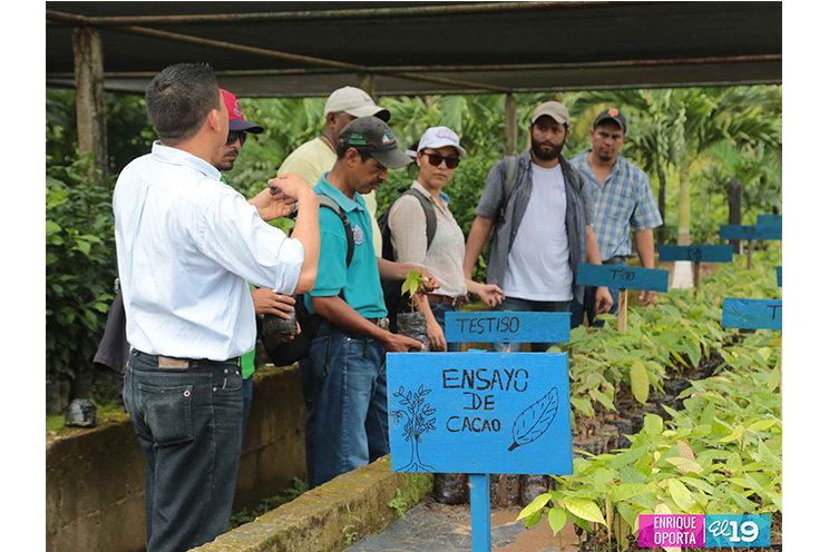 INTA desarrolla Taller Nacional de Producción Moderna de Cacao en Centro Tecnológico de El Rama