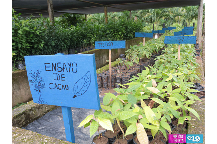 INTA desarrolla Taller Nacional de Producción Moderna de Cacao en Centro Tecnológico de El Rama
