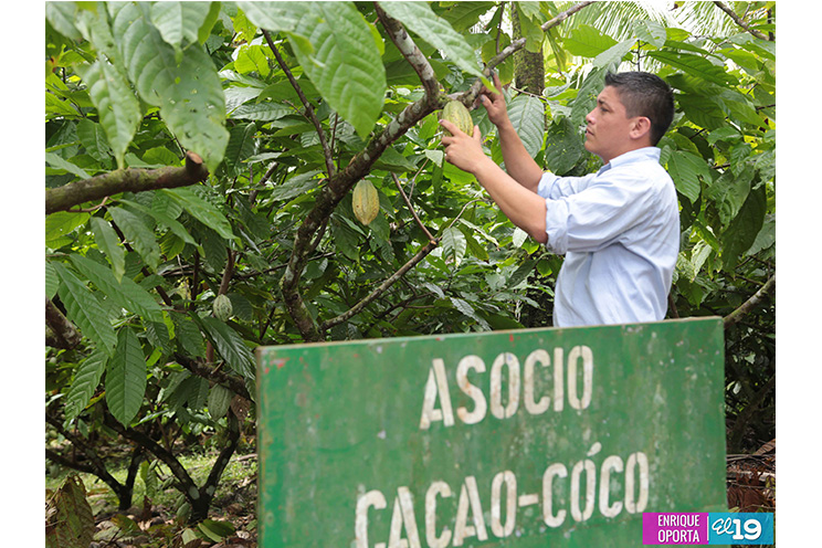 INTA desarrolla Taller Nacional de Producción Moderna de Cacao en Centro Tecnológico de El Rama
