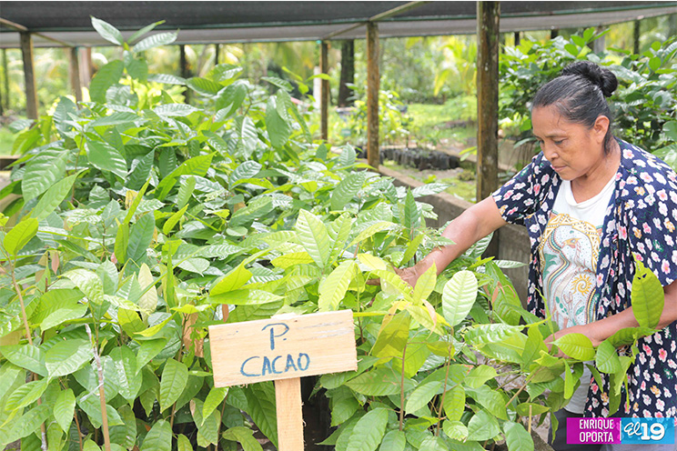 INTA desarrolla Taller Nacional de Producción Moderna de Cacao en Centro Tecnológico de El Rama