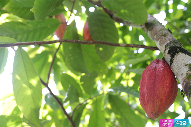 INTA desarrolla Taller Nacional de Producción Moderna de Cacao en Centro Tecnológico de El Rama