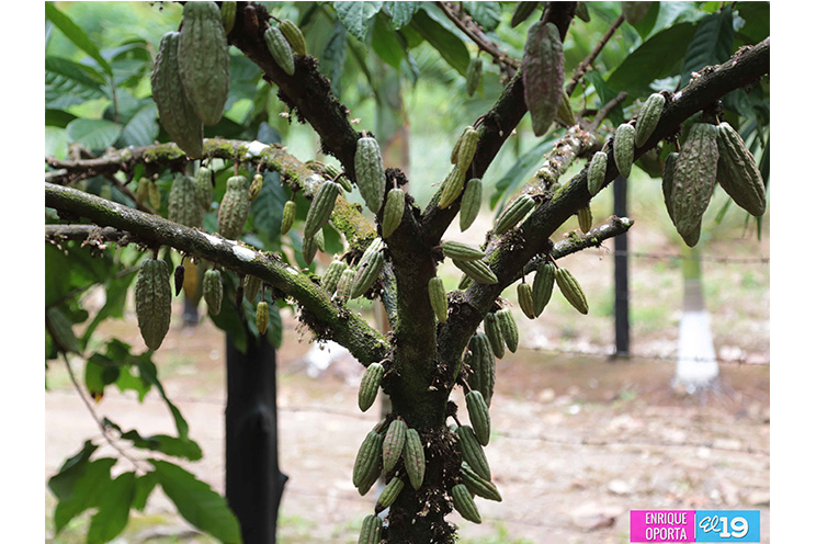 INTA desarrolla Taller Nacional de Producción Moderna de Cacao en Centro Tecnológico de El Rama
