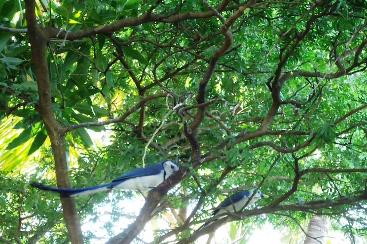 Riqueza natural nicaragüense, orgullo del mundo