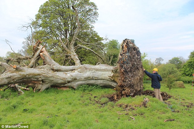 Caída de árbol revela esqueleto medieval