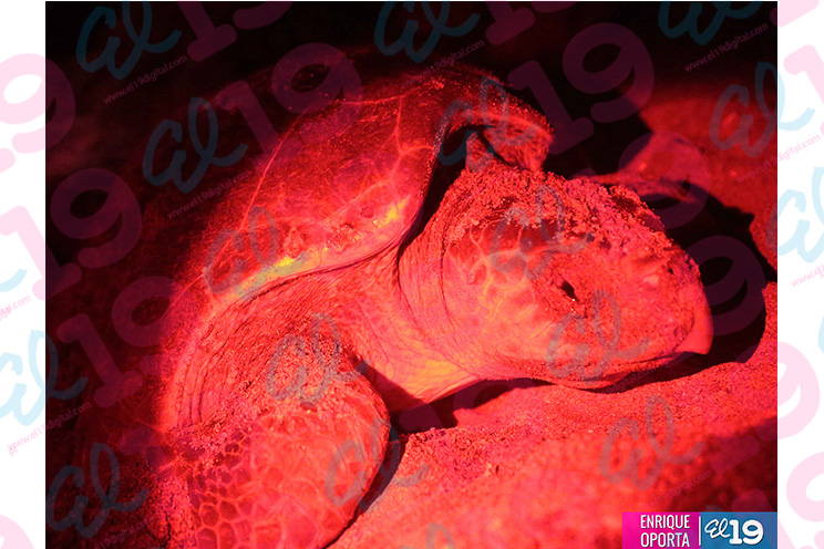 Inicia arribada de tortugas a nuestro país