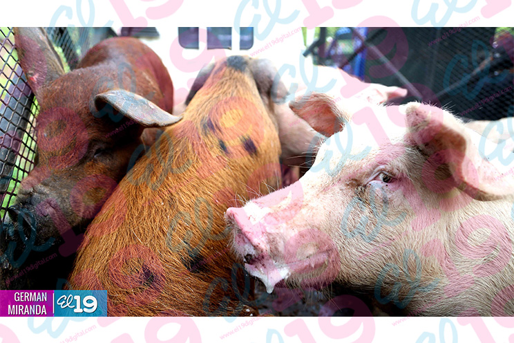 Más familias en las comunidades de Mateare se vuelven propietarias del Bono Productivo Alimentario