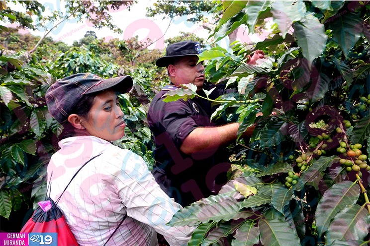 Policía Nacional garantiza seguridad rural de cara a cosecha cafetalera