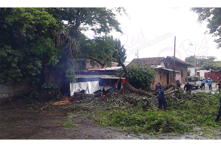 Árbol cae sobre pequeño negocios de tortillas en Masaya