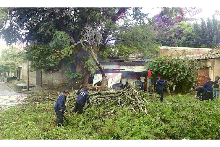 Árbol cae sobre pequeño negocios de tortillas en Masaya