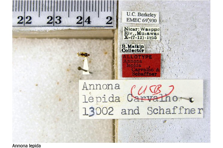 Insecto descubierto en Nicaragua da la vuelta al mundo científico