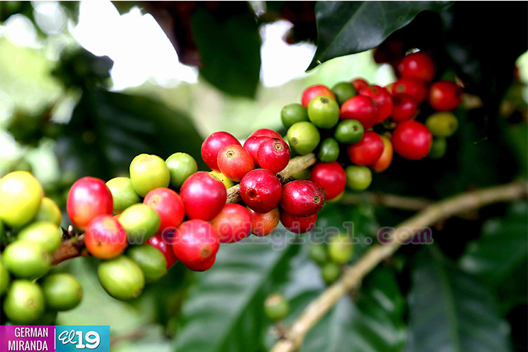 Jornada cafetalera inicia en el norte de nuestro país