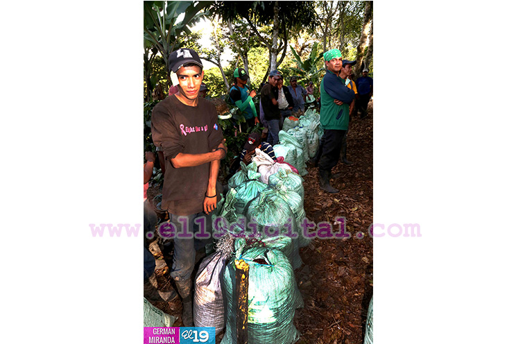 Jornada cafetalera inicia en el norte de nuestro país