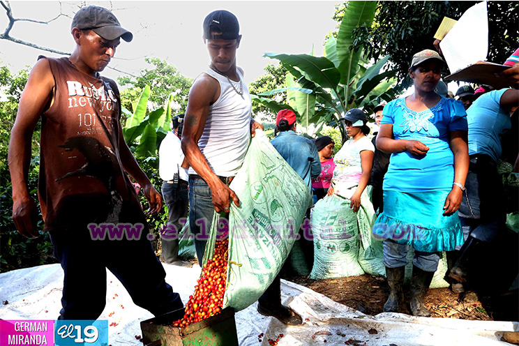 Jornada cafetalera inicia en el norte de nuestro país