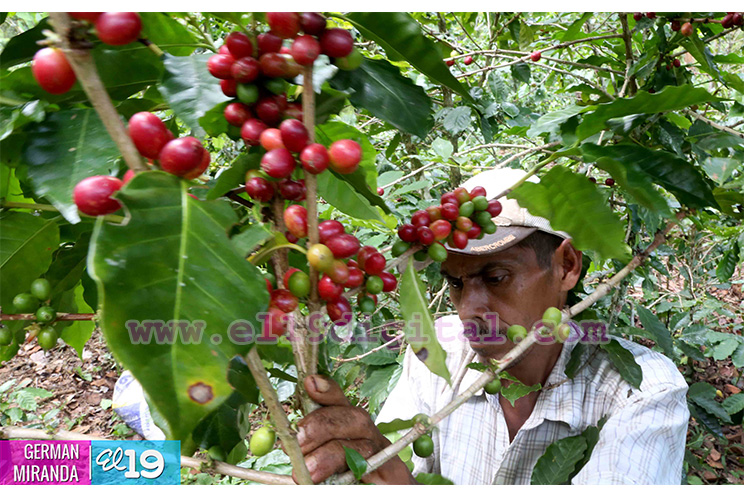 Jornada cafetalera inicia en el norte de nuestro país