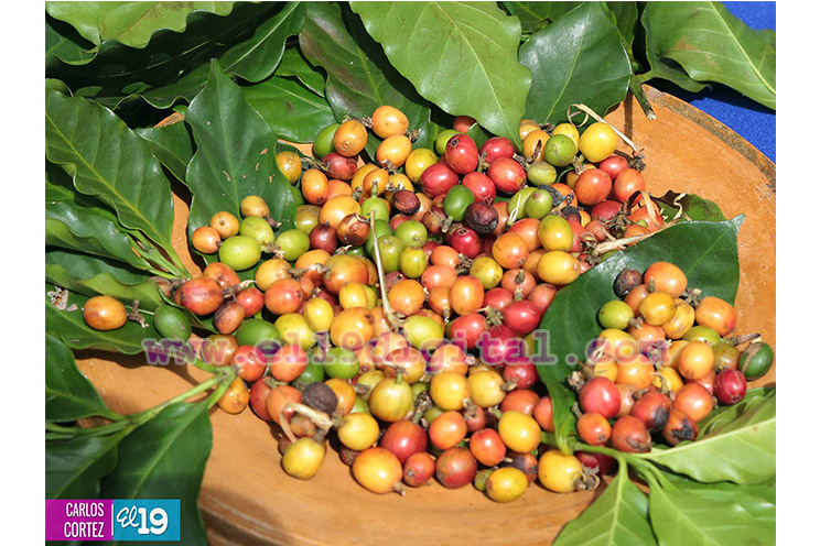 Managua inaugura la cosecha cafetalera 2015-2016