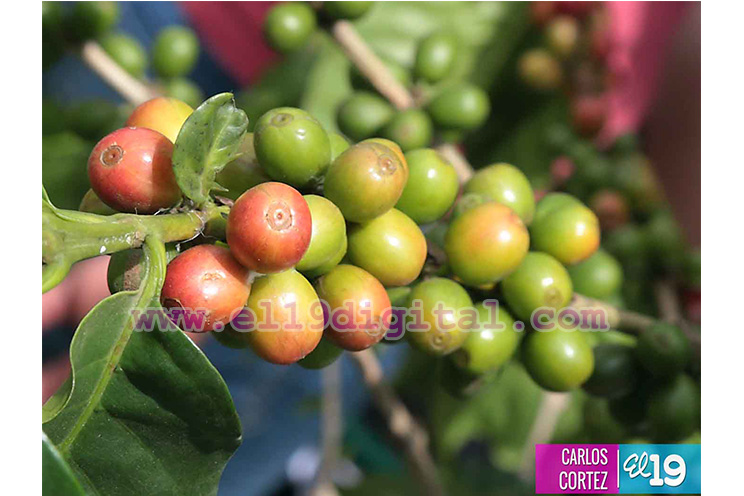 Managua inaugura la cosecha cafetalera 2015-2016