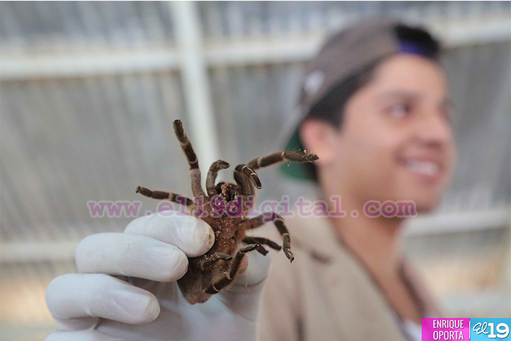 Crece exportación de especies exóticas