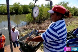 Camaronicultura en Nicaragua