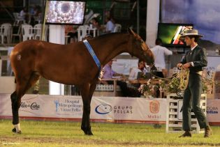 Nicaragua ostenta la mejor genética del caballo español durante la FERPRE 2014