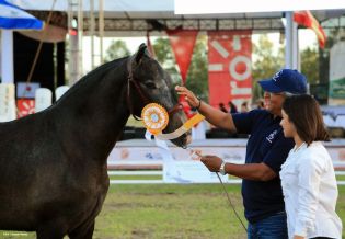 Nicaragua ostenta la mejor genética del caballo español durante la FERPRE 2014