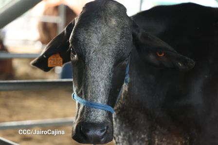 Familias de Managua disfrutan de la Feria Ganadera Navidad 2025