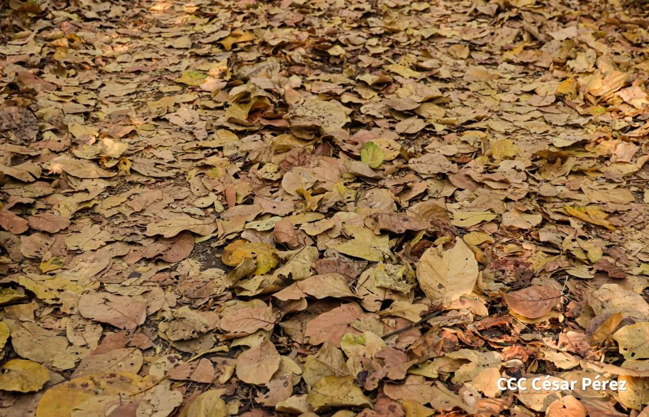 Hacienda Los Malacos en Granada