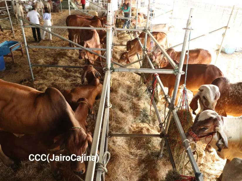 Feria Ganadera Agostina Internacional Managua 2026