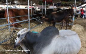 Feria Ganadera Agostina Internacional Managua 2026
