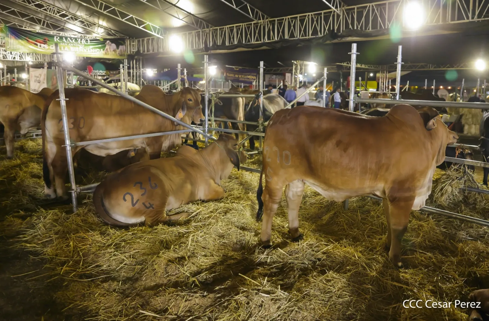 Feria Ganadera Agostina Internacional Managua 2026