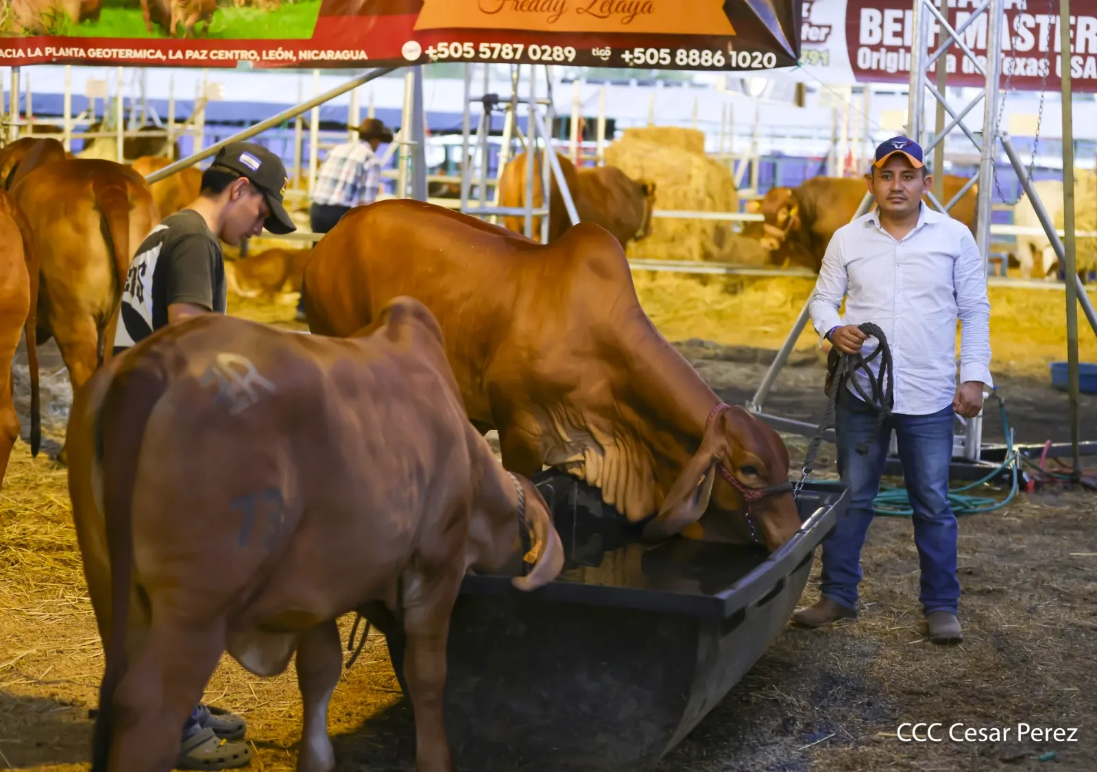 Feria Ganadera Agostina Internacional Managua 2026
