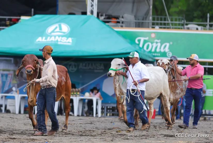 Feria Ganadera Agostina Internacional Managua 2026