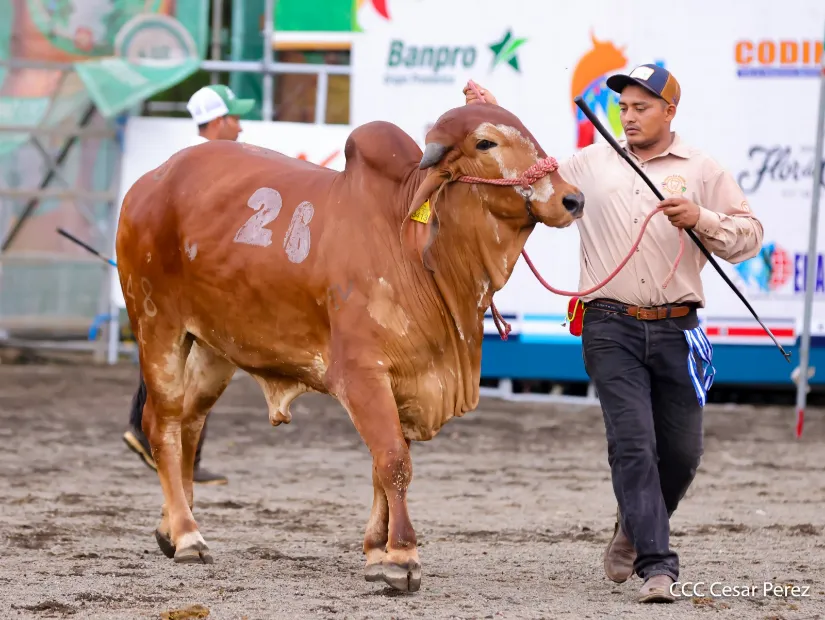 Feria Ganadera Agostina Internacional Managua 2026