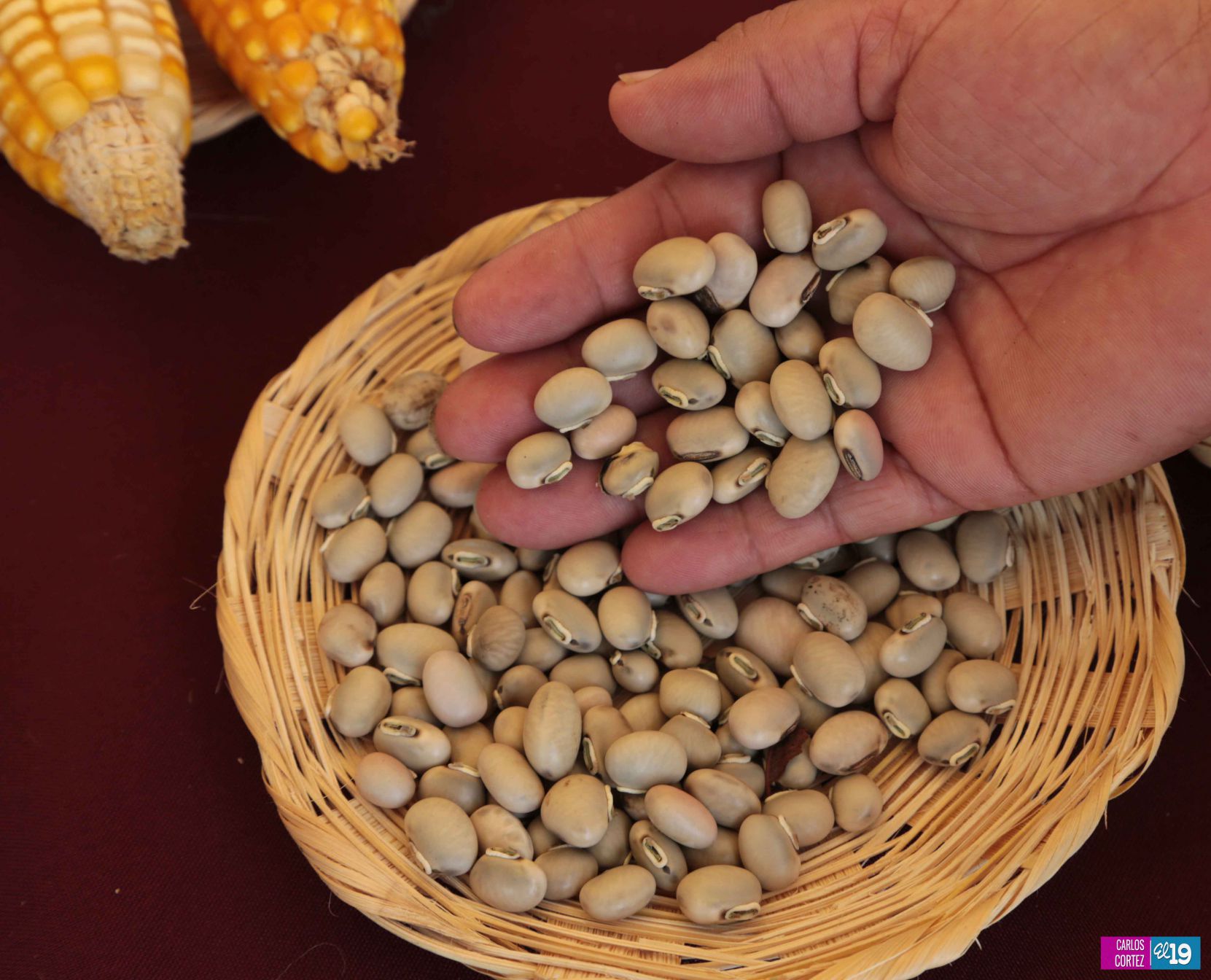Inta y Fao desarrollan taller de capacidades para garantizar producción de semillas criollas y acriolladas