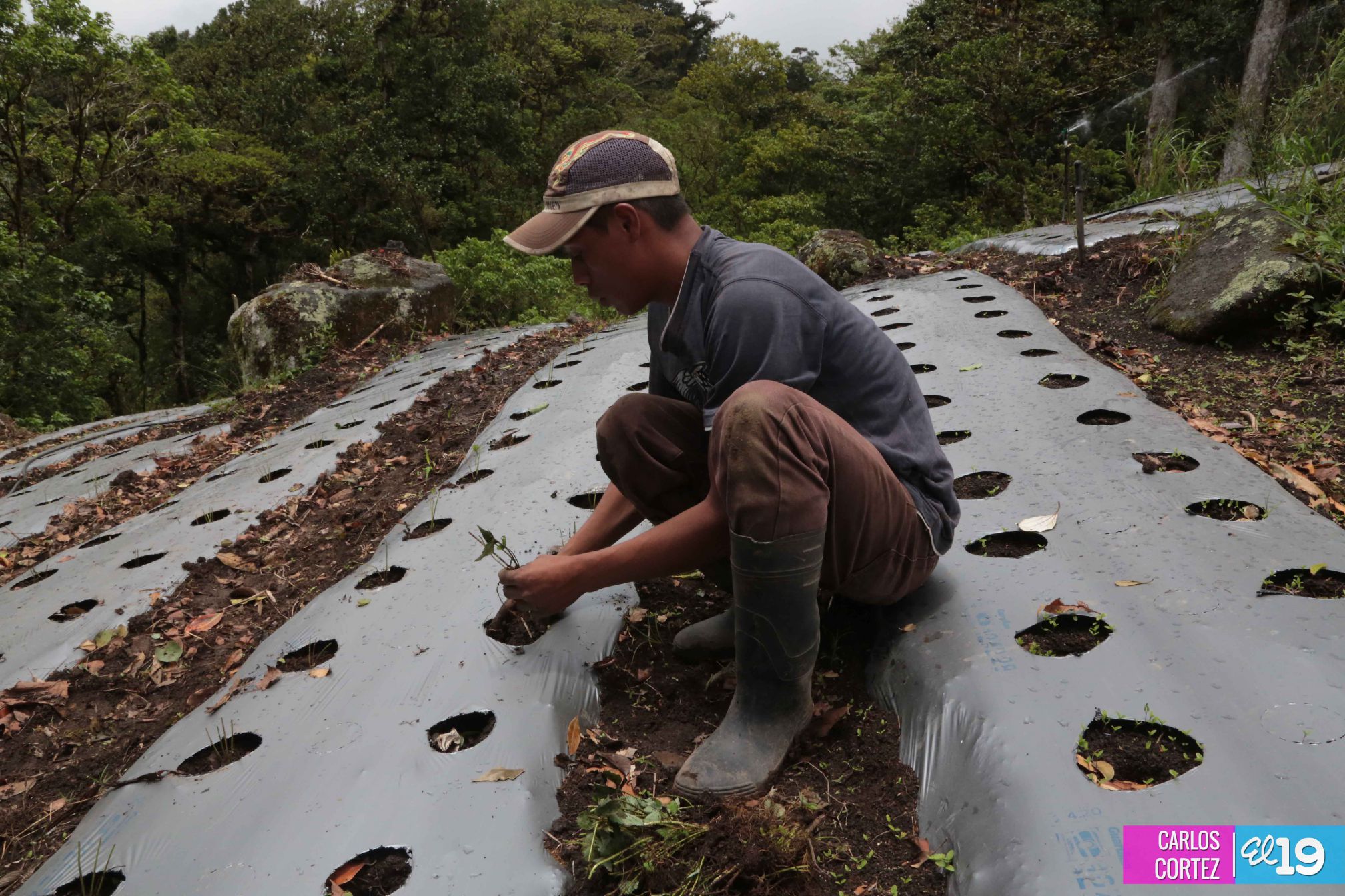 Las deliciosas fresas cultivadas en las montañas de Nicaragua
