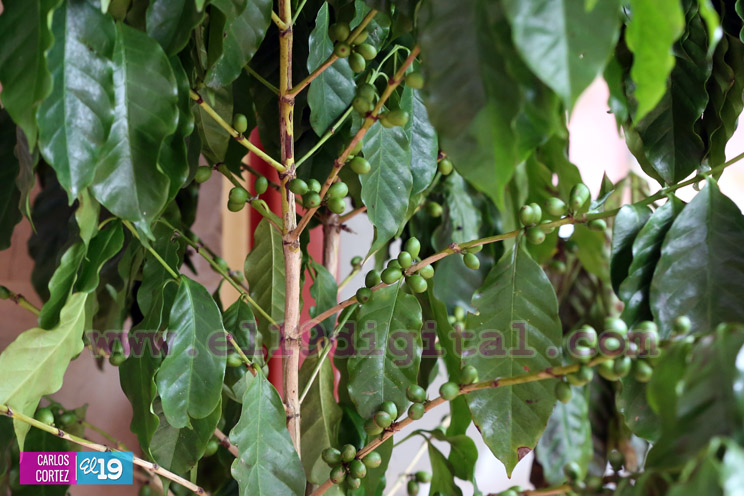 INTA realiza I Foro Internacional de Producción Sostenible de Café